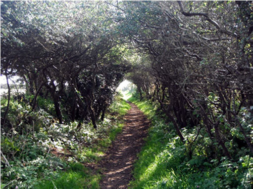 Hawthorn Tunnel