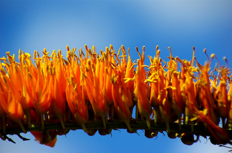 Parque National de Sete Cidades - By Flickr user deltafrut