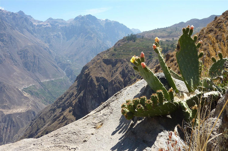 Cotahuasi and Colca Canyons
Colca Canyon - © From Flickr user Geoced