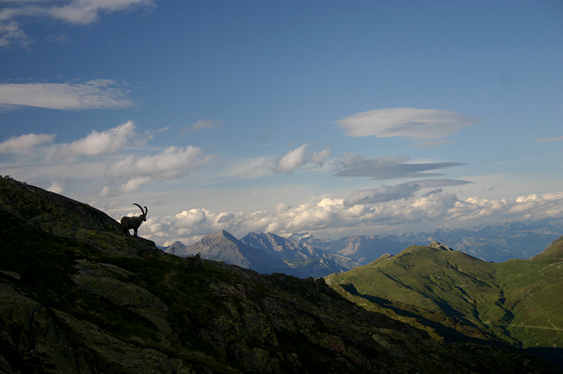 Ibex at Lac Blanc