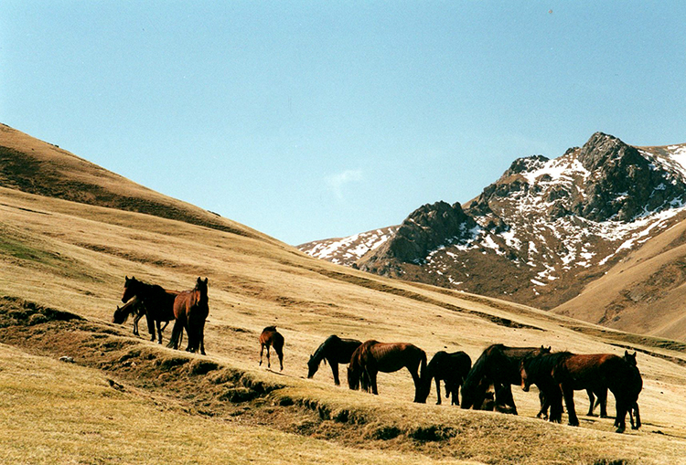 Ponies on early grass