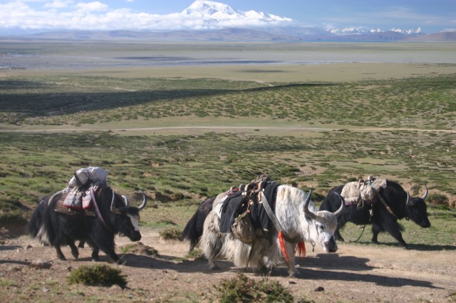 China Tibet, Mount Kailash Kora, , Walkopedia