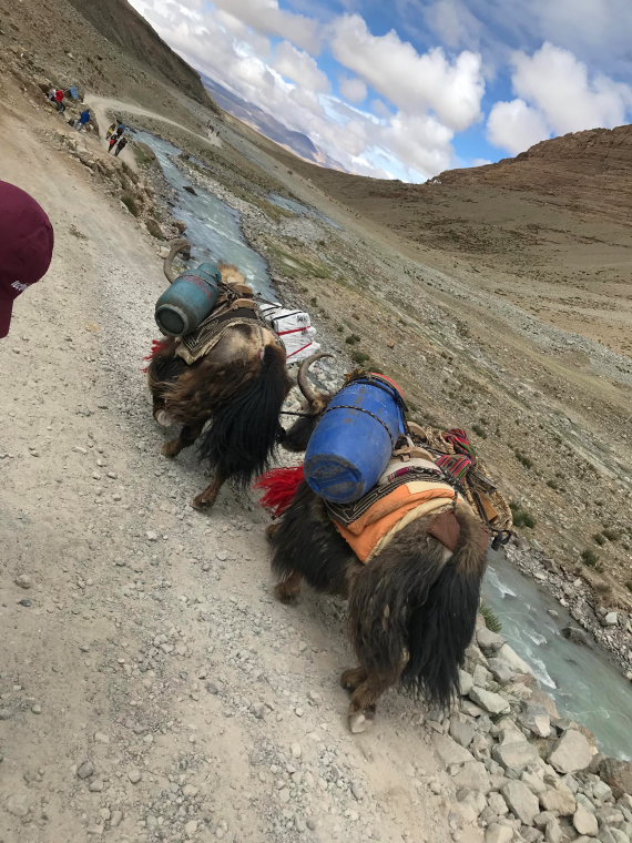 , Mount Kailash Kora, Mt Kailash Kora, Walkopedia