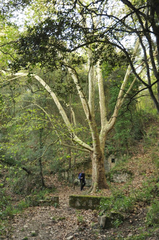 Spain Catalonia, Catalan Hills, Catalan Hills - the forest just before Besalu, Walkopedia