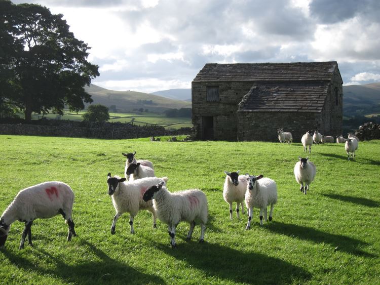 Wensleydale - © William Mackesy Yorkshire Dales: Wensleydale - © William Mackesy