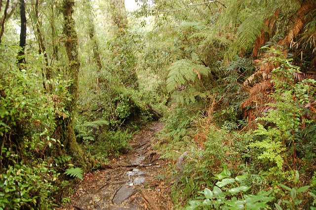 Chile Patagonia: Alerce Andino NP, Alerce Andino NP, , Walkopedia