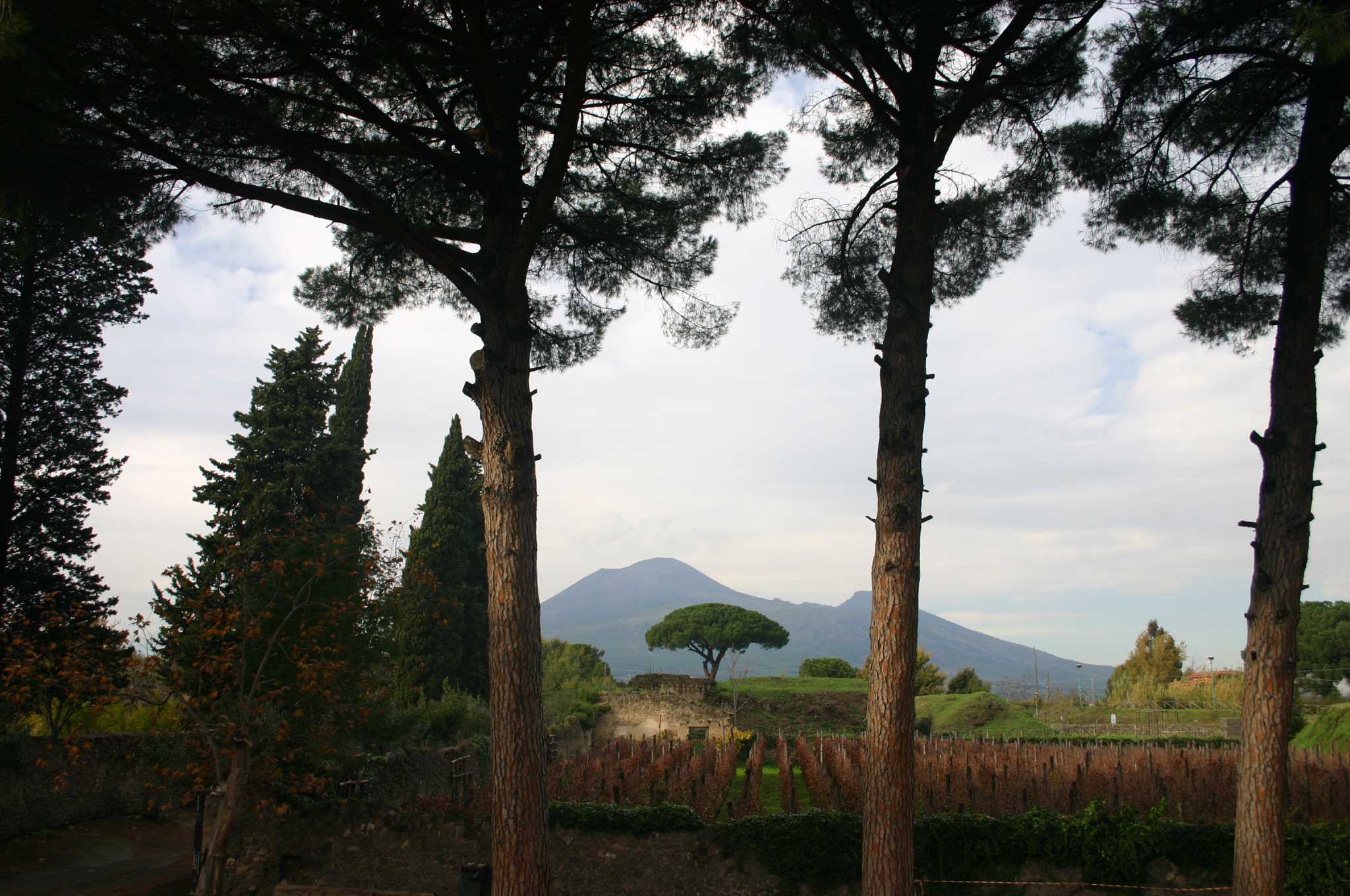 Pompeii - Vesuvius through the trees - © William Mackesy Across Pompeii: Pompeii - Vesuvius through the trees - © William Mackesy