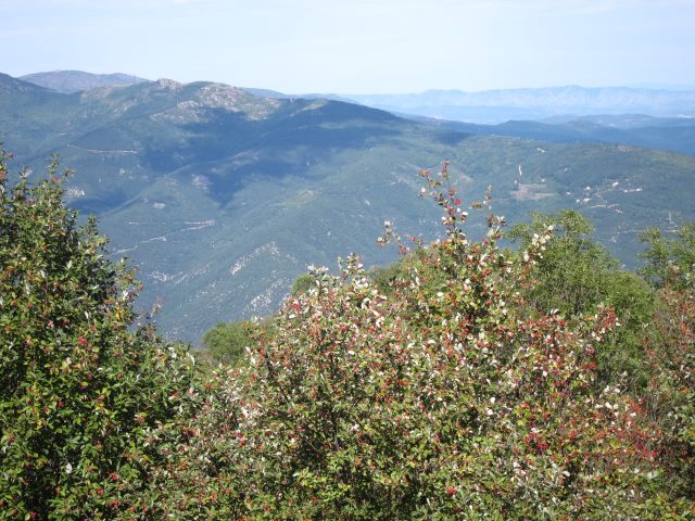 France Pyrenees, Pilo de Belmaig Ridge, Rowans on the ridge, Walkopedia