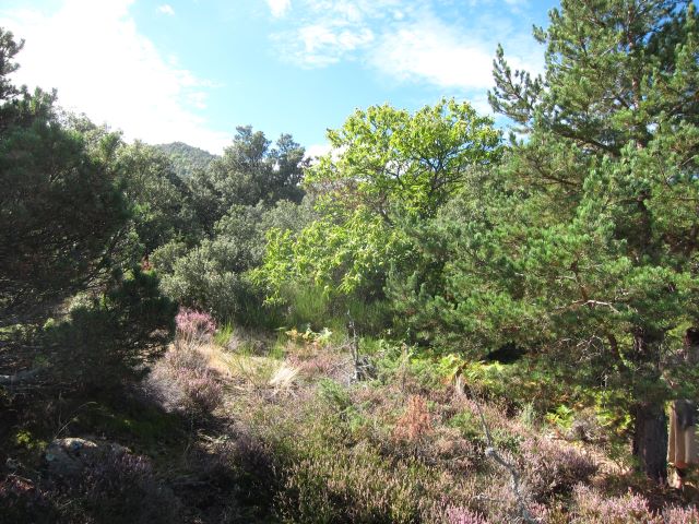 France Pyrenees, Pilo de Belmaig Ridge, Heather glade, on the ridge, Walkopedia