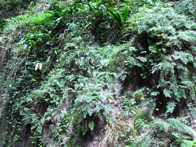 France Pyrenees, Eastern Pyrenees, Vegetation, Gorges de la Frou 2, Walkopedia