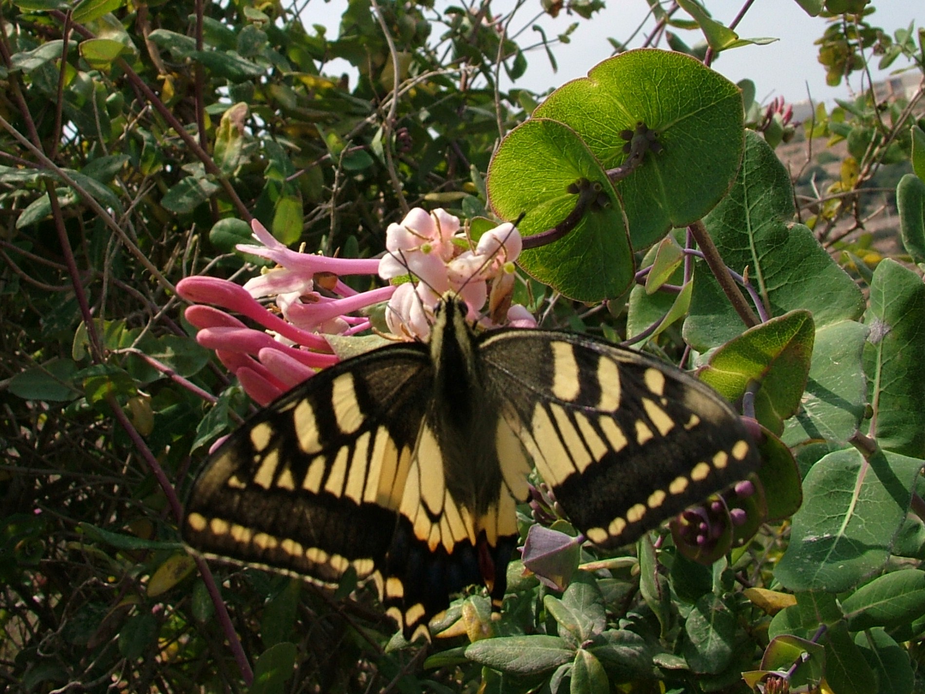 Malta, Malta Coastal walk, Skipper Butterfly, Walkopedia