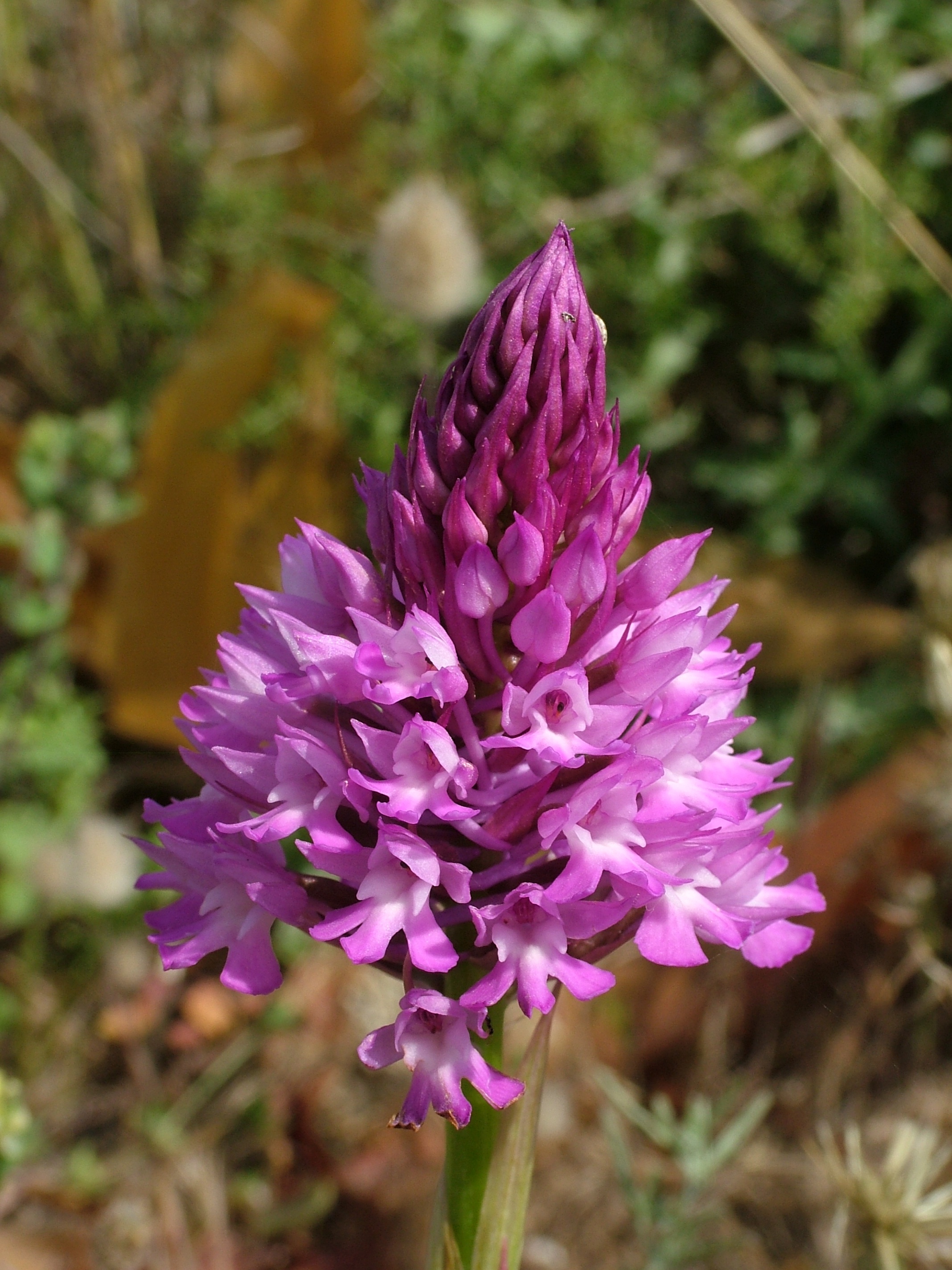 Malta, Malta Coastal walk, Pyramidal Orchid, Walkopedia