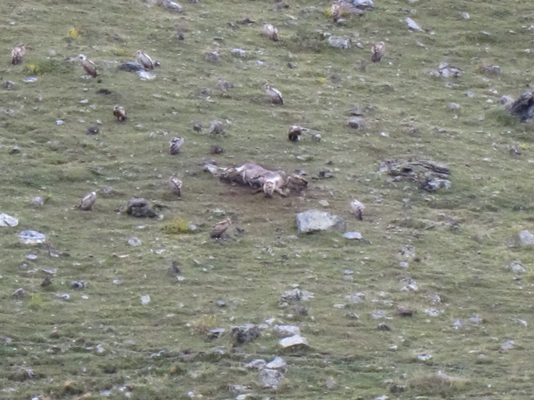 Spain Pyrenees, GR11, Vultures at work in Vallee del Are, Walkopedia