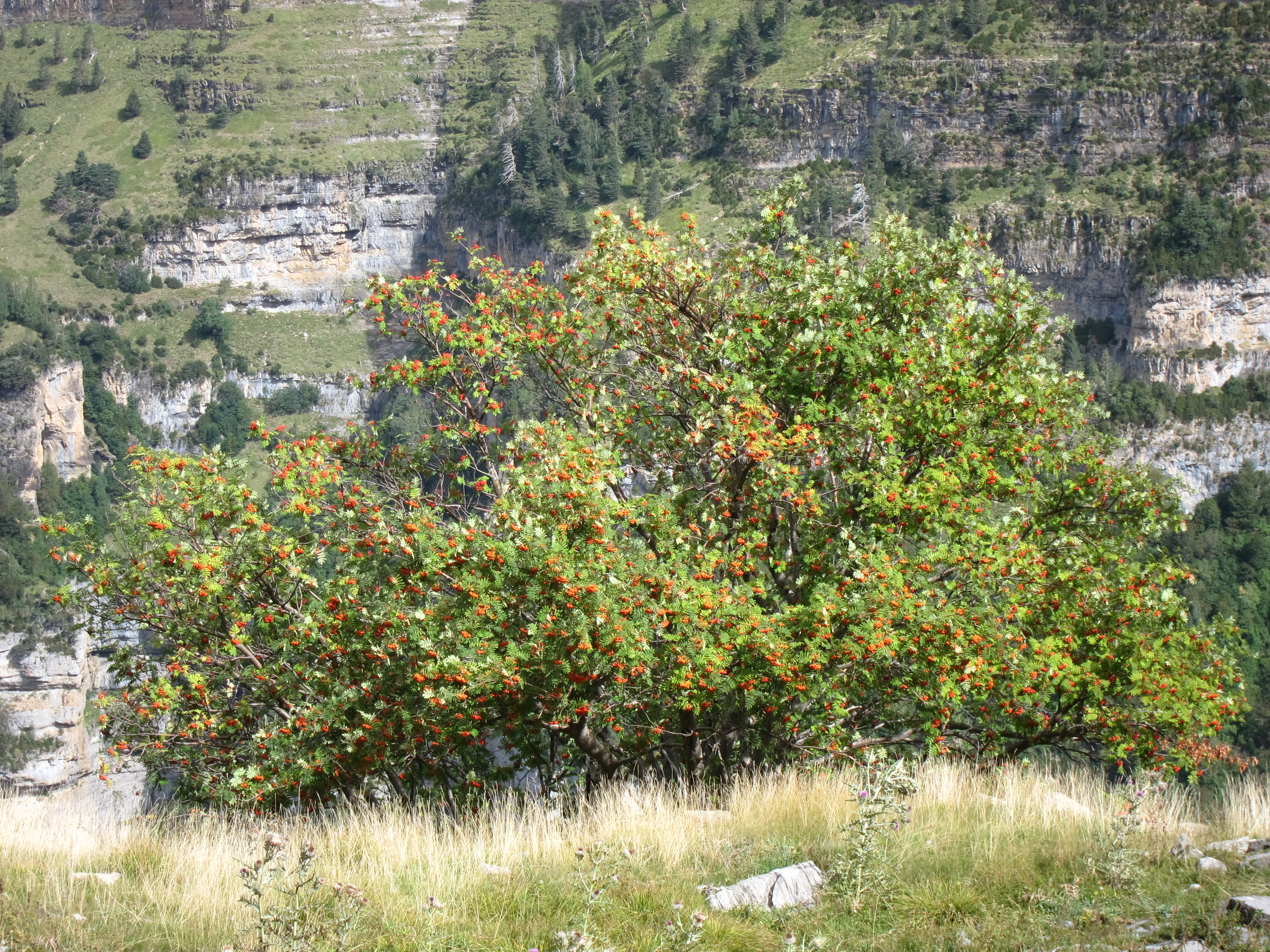 Spain Pyrenees, Ordesa Canyon, , Walkopedia