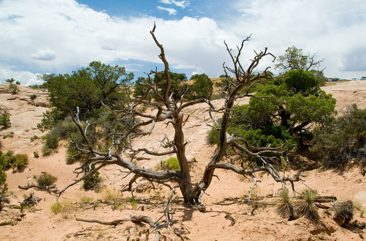 USA SW: Canyonlands NP, Canyonlands National Park, Canyonlands National Park, Walkopedia