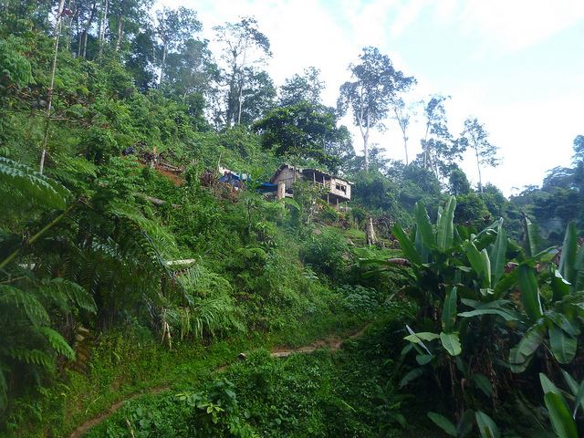 Papua  New Guinea, Kokoda Trail, Above Ofi Creek, Walkopedia