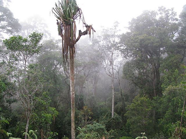 Papua  New Guinea, Kokoda Trail, Pandanus tree on the Kokoda Trail, Walkopedia