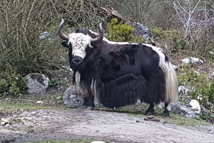 Nepal, Manaslu Circuit, Yak at Sukri Khola, Walkopedia