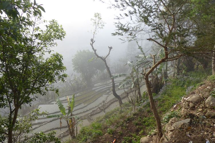 Nepal, Manaslu Circuit, Rice Paddies on route to Sochi Khola, Walkopedia