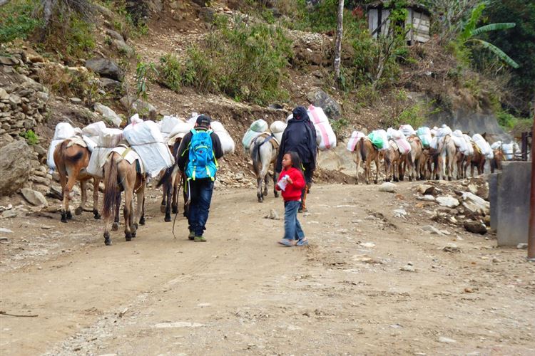 Nepal, Manaslu Circuit, Mules on route to Sochi Khola, Walkopedia