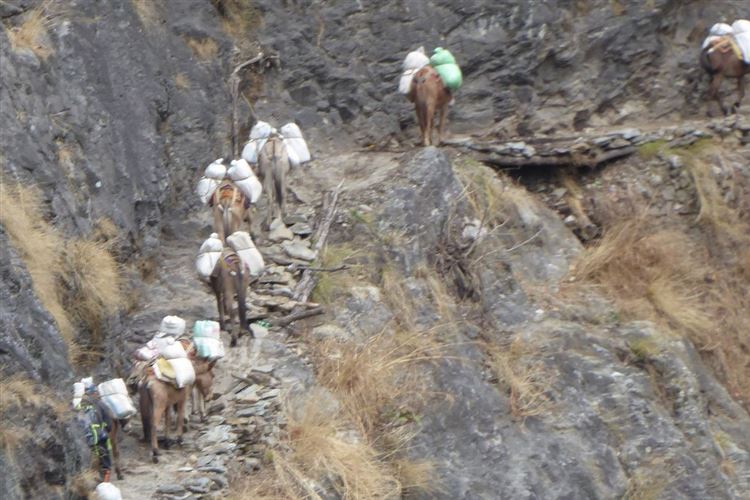 Nepal, Manaslu Circuit, Mules on route from Arket Bazaar to Soti Khola, Walkopedia