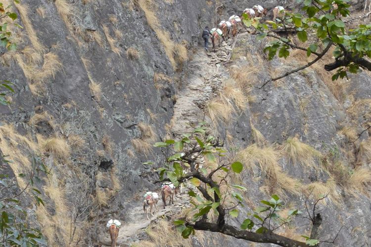 Nepal, Manaslu Circuit, Mules on route from Arkhet Bazaat to Soti Khola, Walkopedia