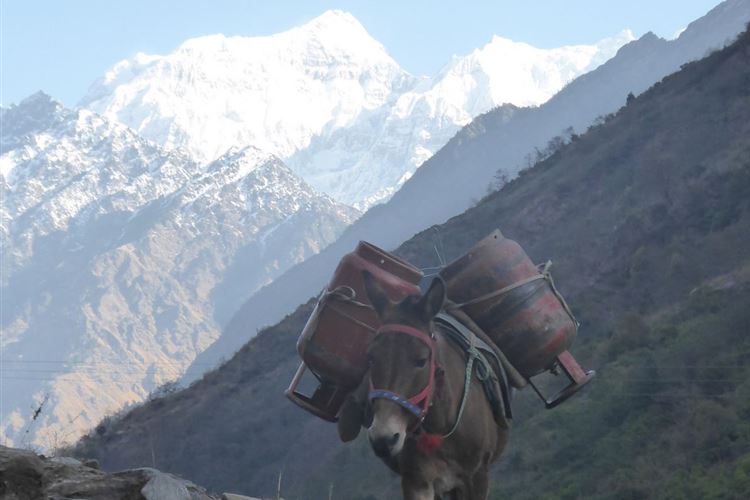 Nepal, Manaslu Circuit, Mules descending with empty gas bottles beneath Ganesh Himal near Salleri, Walkopedia