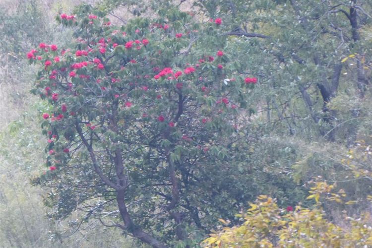 Nepal, Manaslu Circuit, First Rhododendrons south of Pewa, Walkopedia