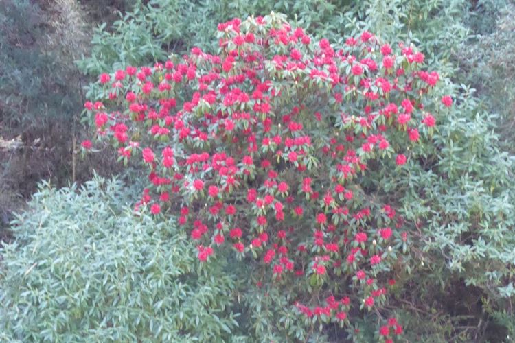 Manaslu Circuit: More Rhododendrons near Rana - © Dick Everard
