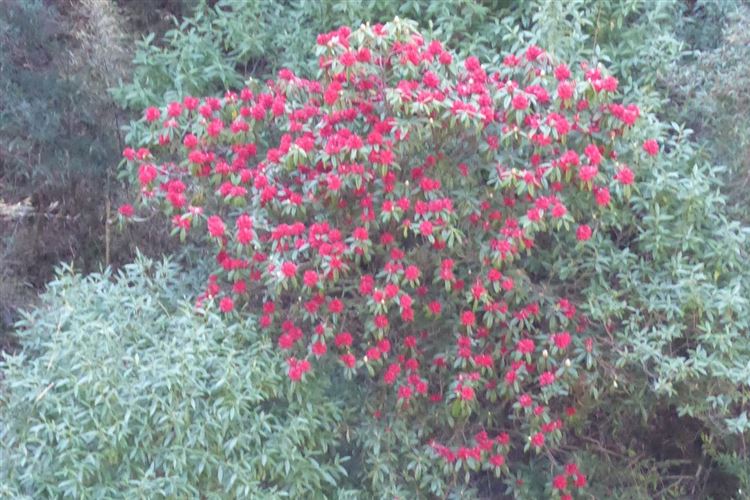 Nepal, Manaslu Circuit, More Rhododendrons near Rana, Walkopedia