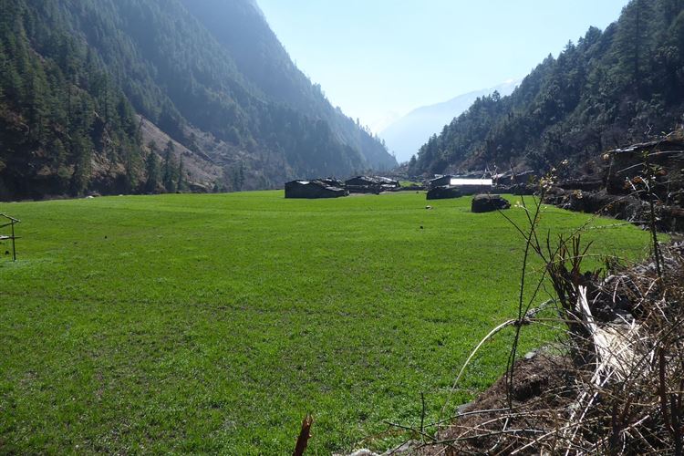 Nepal, Manaslu Circuit, Wheat fields in Banjam (beyond Namrung), Walkopedia