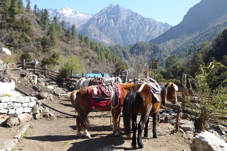 Nepal, Manaslu Circuit, Ponies on path at Gho (Goa), Walkopedia