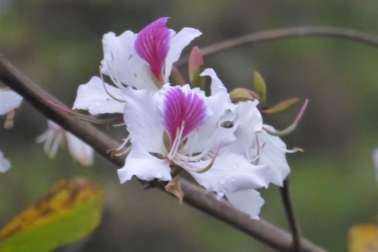 Manaslu Circuit: Flowering Tree in Syange - © Dick Everard