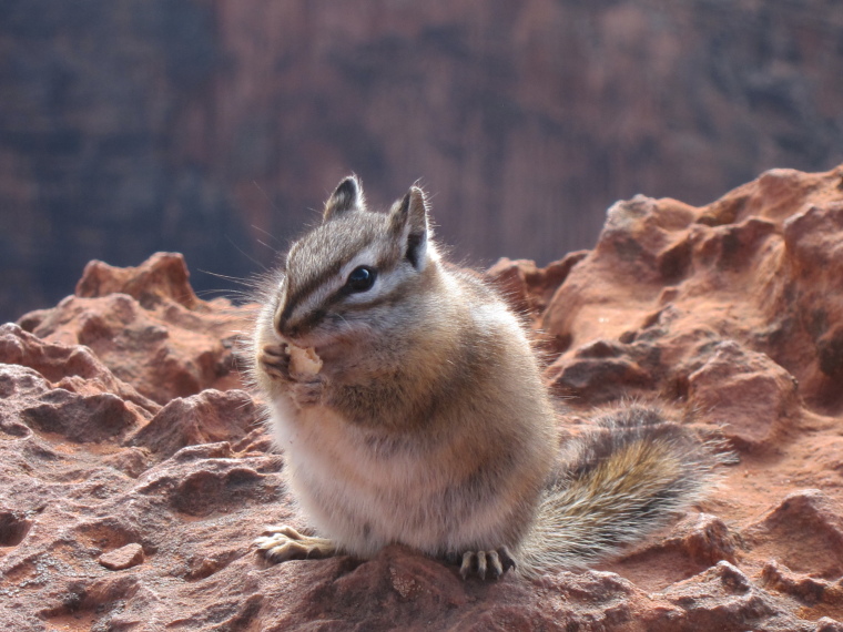 USA SW: Zion, Zion National Park, , Walkopedia