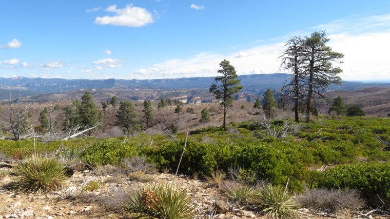 USA SW: Zion, Zion National Park, West Rim Trail, Horse Pasture plateau, Walkopedia