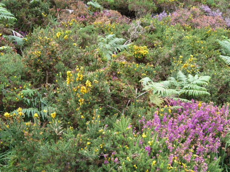 Ireland Kerry Iveragh Peninsula, Kerry Way, August colours, Old Kenmare Rd, Walkopedia