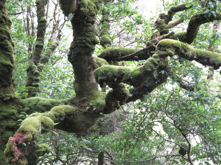 Ireland Kerry Iveragh Peninsula, Kerry Way, Old Kenmare Road, in the forest, Walkopedia