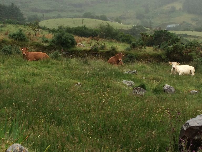 Ireland Kerry Iveragh Peninsula, Kerry Way, , Walkopedia