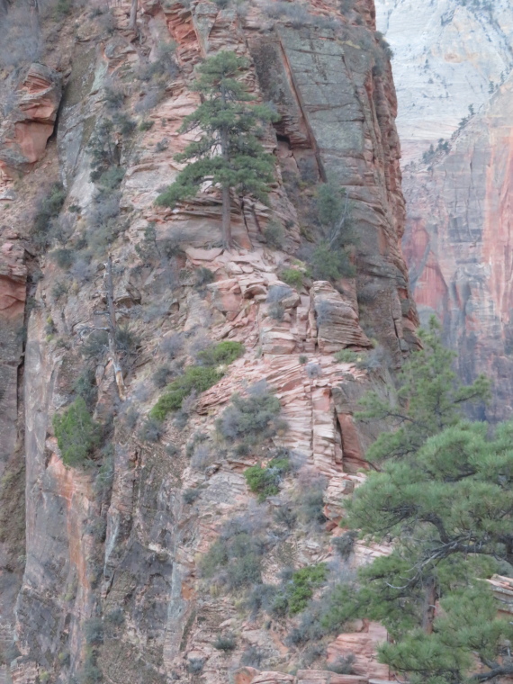 USA SW: Zion, Angel's Landing, Impossible Angel's Landing ridge, Walkopedia