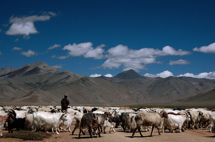 Shepherds in Ladakh - ©By Flickr user Koshyk Markha Valley: Shepherds in Ladakh - ©By Flickr user Koshyk