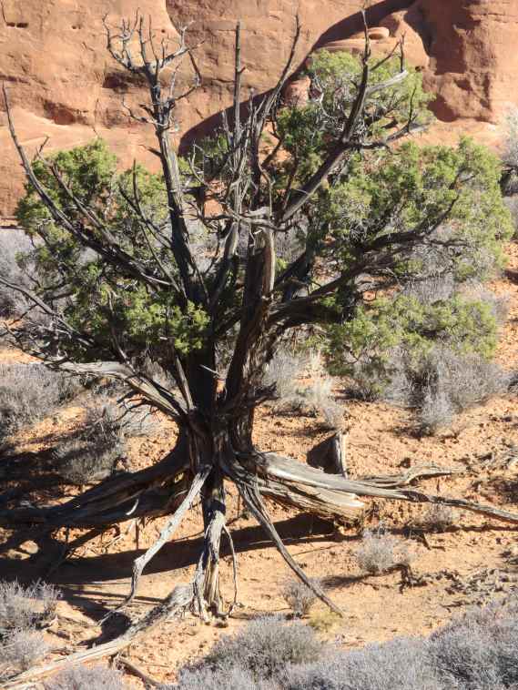 USA SW: Arches NP, Arches National Park, Eroded roots, Walkopedia