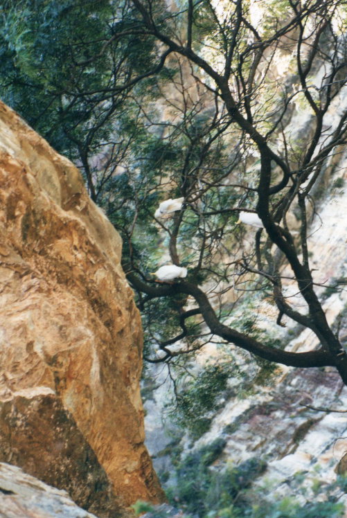 Australia New South Wales/Blue Mountains, Federal Pass, , Walkopedia