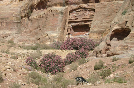 Jordan Petra, Petra Area, , Walkopedia