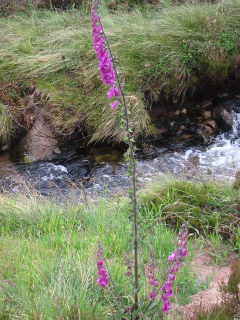 United Kingdom Scotland Cairngorms, Lochnagar and Loch Muick, , Walkopedia