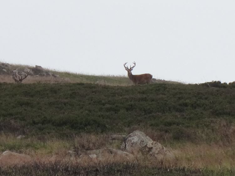 United Kingdom Scotland Cairngorms, Lochnagar and Loch Muick, Deer above Loch Muick, Walkopedia