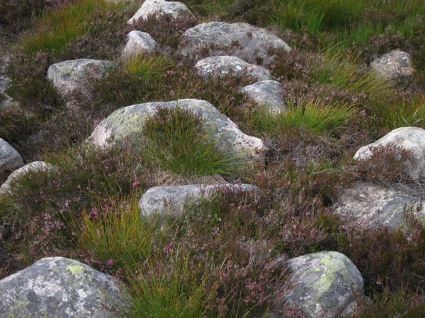 United Kingdom Scotland Cairngorms, Lochnagar and Loch Muick, Grass, rock, heather in hanging valley, Walkopedia