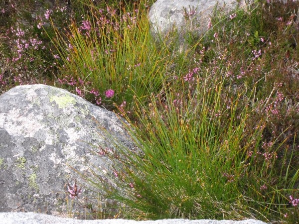 Lochnagar and Loch Muick: Grass, rock, heather in hanging valley 2 - © William Mackesy  