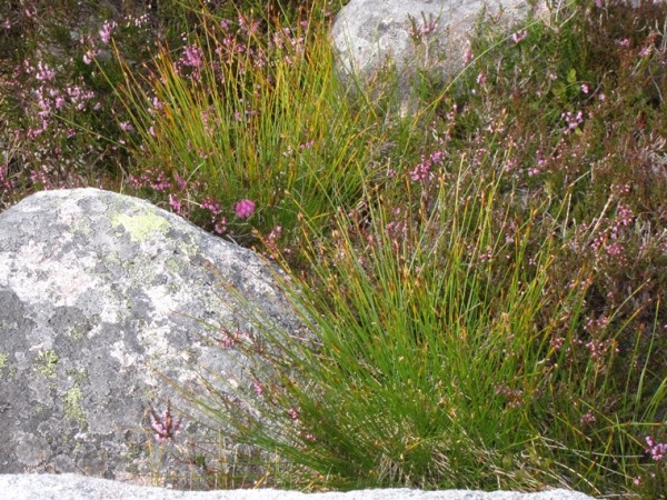 United Kingdom Scotland Cairngorms, Lochnagar and Loch Muick, Grass, rock, heather in hanging valley 2, Walkopedia