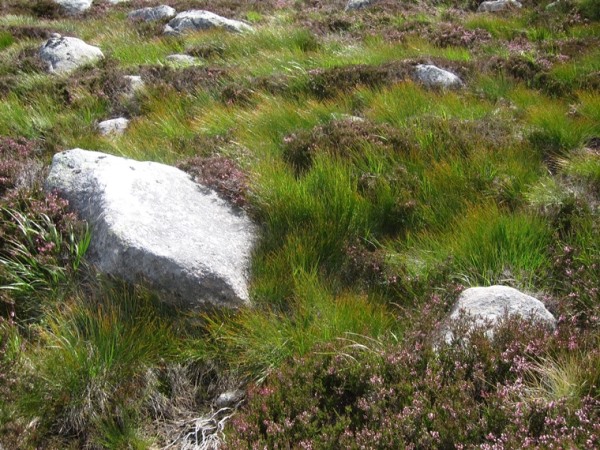 United Kingdom Scotland Cairngorms, Lochnagar and Loch Muick, Grass, rock, heather in hanging valley 3, Walkopedia