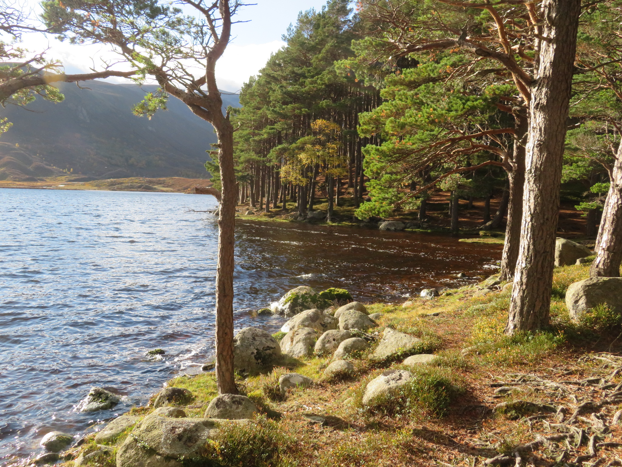 United Kingdom Scotland Cairngorms, Lochnagar and Loch Muick, Loch Muick from lodge wood, Walkopedia